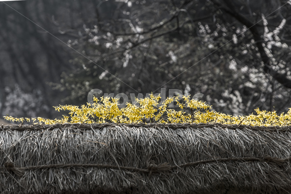 개나리,봄,초가담장,전통,민속촌,봄,계절,spring,season,한국전통,한국문화,korean traditional,korean culture,식물,자연,plants,nature,꽃,flower,plant