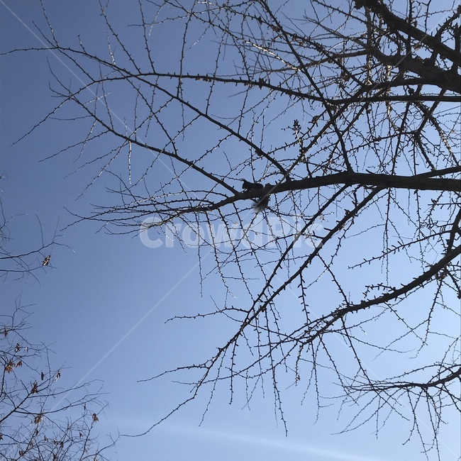 청설모,나무위다람쥐,plant,tree,나무