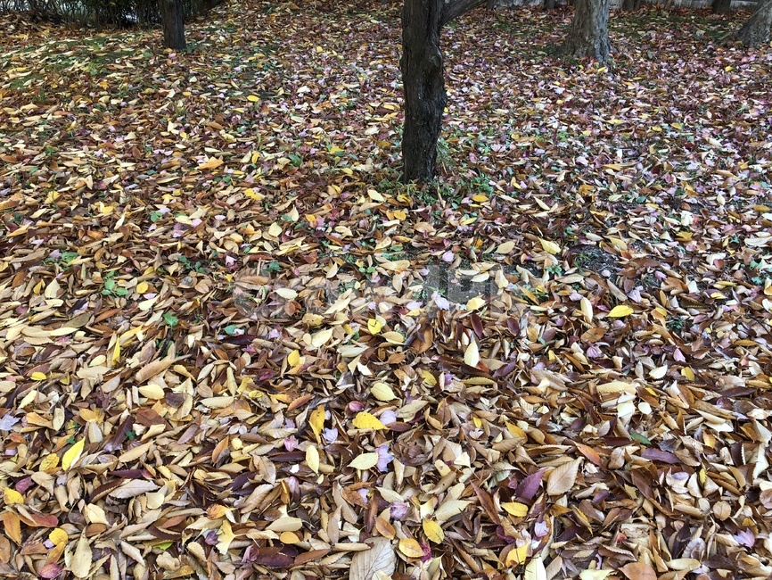 가을,낙엽,잎,나뭇잎,추억,fall,autumn,leaves,leaf,leafs,leave,fallingleave,쓸쓸함,가을이미지,가을배경,10월,계절,단풍,자연,season,가을,계절,fall,autumn,season,ground,바닥,tree,나무,plant,식물
