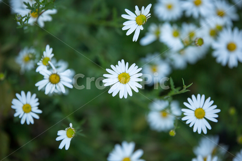 구절초,daisies,데이지,daisy,식물,plant,꽃,blossom,식물,자연,plants,nature,꽃,flower