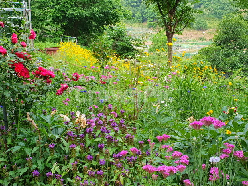 정원,꽃밭,flower,네추럴가든,natural,자연,초록,여름꽃,장미곷,꿀풀,하고초,끈끈이대나물,배경,배경이미지,배경화면,식물,자연,plants,nature,꽃,flower