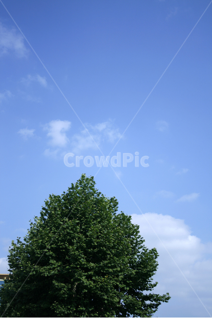 하늘,구름,나무,나뭇잎,바람,파란,컬러,sky,자연,풍경,nature,landscape,식물,plants,나무,trees,wood