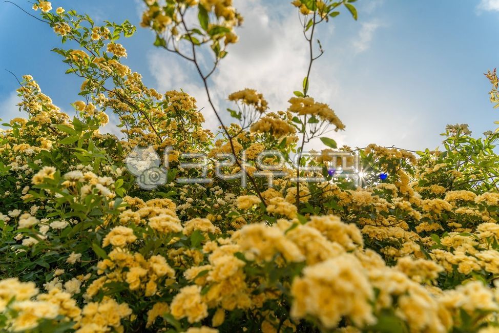 plant,식물,목향장미,넝쿨장미,flower,sky,하늘,blossom,rose,꽃,햇빛,햇살,해,nature