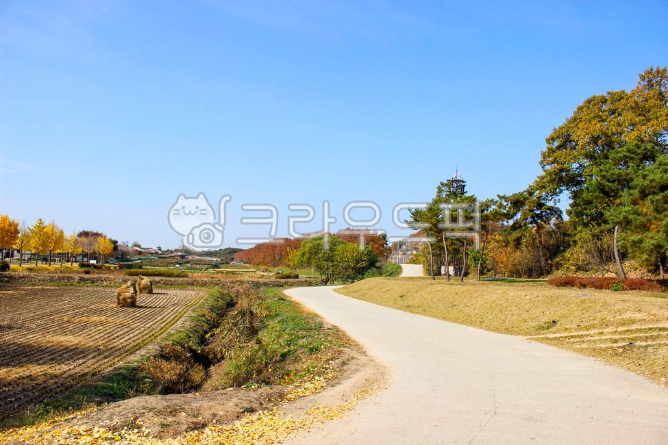 경상북도,경북,안동,마을,하회마을,도로,자연,옥외,나무,road,nature,outdoors,tree,가을,계절,fall,autumn,season
