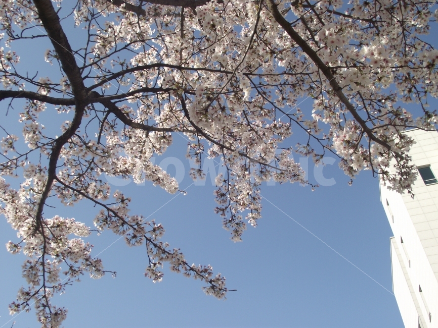 봄,벚꽃,하늘,풍경,꽃,나무,자연,식물,자연,plants,nature,봄,계절,spring,season,꽃,flower,plant,blossom