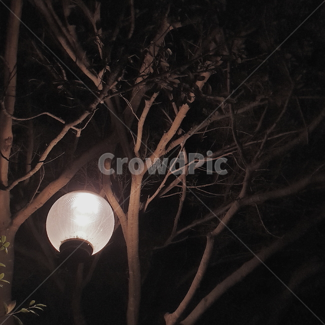 정방향,가로등,나무아래,저녁,분위기,감성,산책,불빛,note9,vsco,tree,night,light,streetlight,streetlamp
