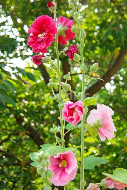 꽃,여름,접시꽃,화단,분홍색,식물,자연,plants,nature,꽃,flower