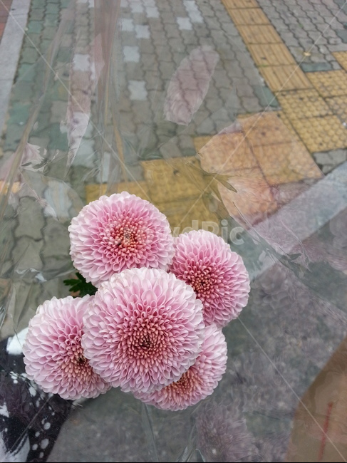 꽃,봄꽃,국화,자연,감성,flower,예쁜꽃,계절
