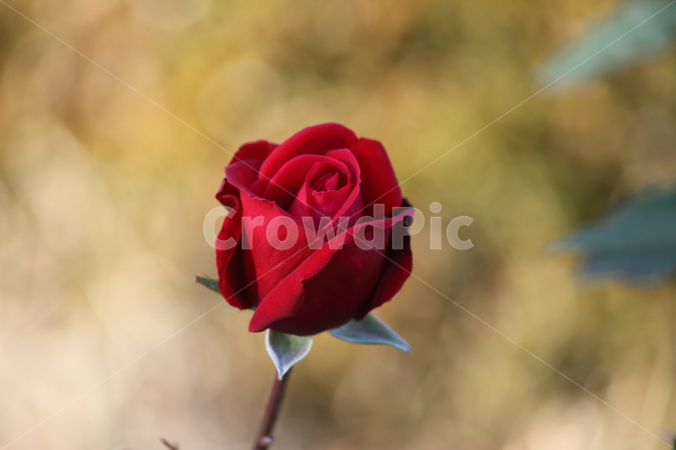 장미,꽃,식물,정원수,rose,식물,자연,plants,nature,꽃,flower