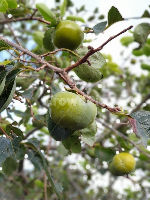 감나무,감,덜익은감,가을,열매,식물,자연,plants,nature,과일,열매,fruit
