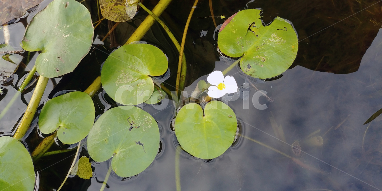 연꽃,물,잎,보라색꽃,가시연,7월,8월,아름다움,plant,식물,flower,blossom,water,nature,자연