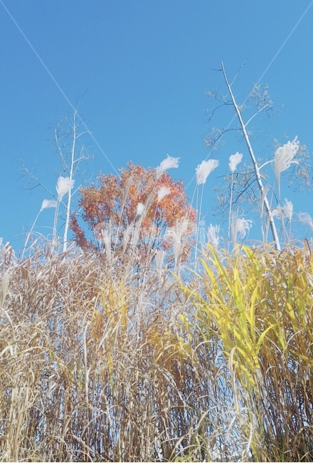 가을녘,가을풍경,갈대,가을햇살,오색풍경