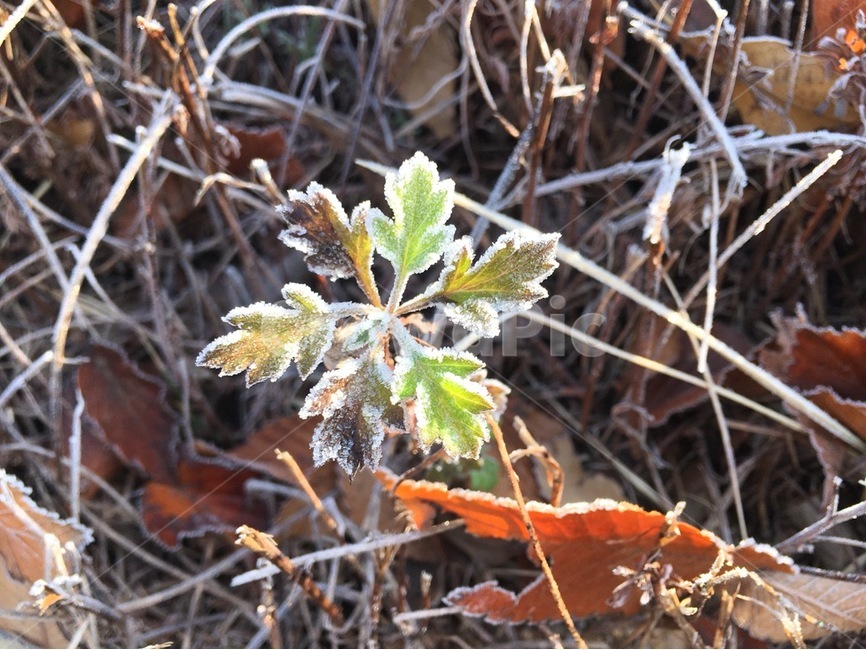 겨울,한파,추위,서리,식물,겨울,계절,winter,season,식물,자연,plants,nature