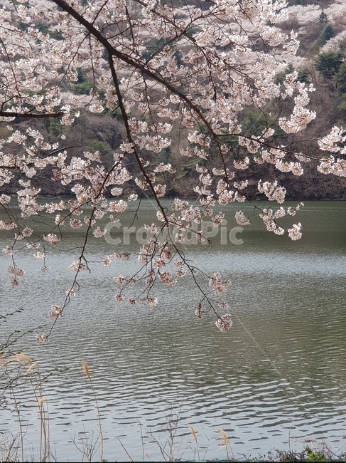 봄,벚꽃,꽃,봄풍경,강