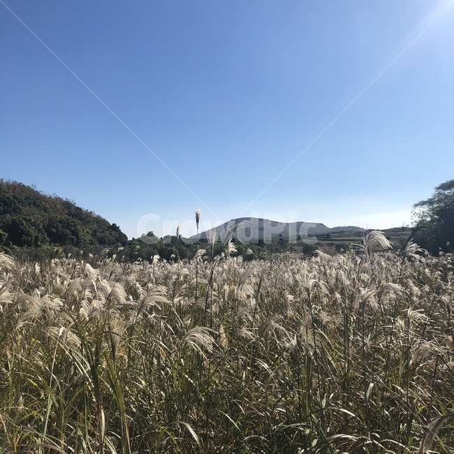 억새,갈대,가을,자연,풍경,힐링,제주도,가을,계절,fall,autumn,season,자연,풍경,nature,landscape,grass,잔디,plant,식물,lawn,reed