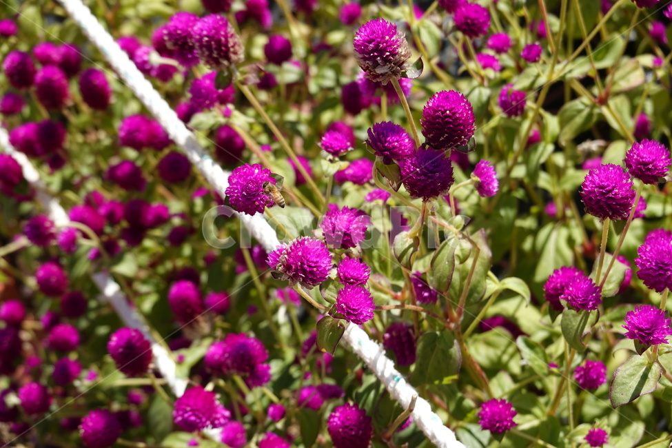 천일홍,보라색,꽃,꽃밭,꽃축제,보라꽃,식물,자연,plants,nature,꽃,flower