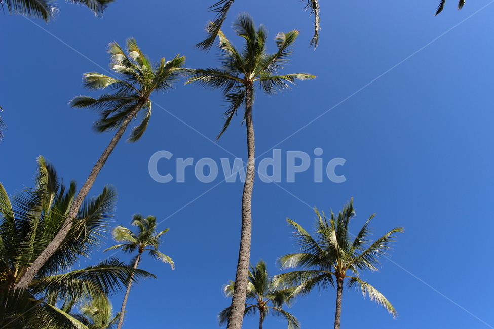 야자수,나무,palmtree,tree,plant,여름,summer,식물,하와이,하늘,바람,blue,sky,wind