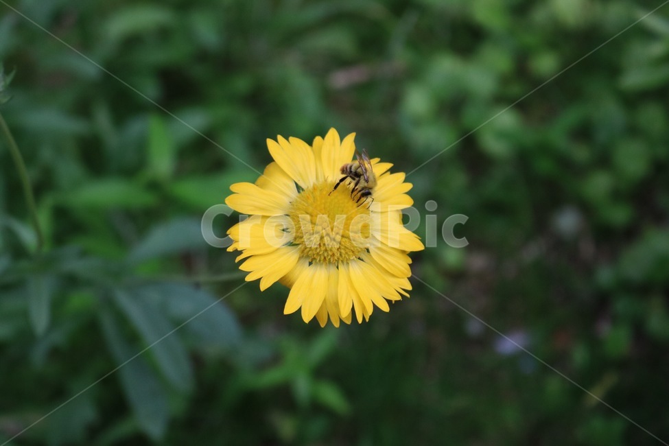 꽃,식물,벌,곤충,노랑,초록,자연,flower,plants,bee,insect,yellow,green,nature,hana,shokubutsu,hachi,konchuu,kiiro,midori,식물,자연,plants,nature,꽃,flower,동물,animal,곤충,벌레,insect,bug