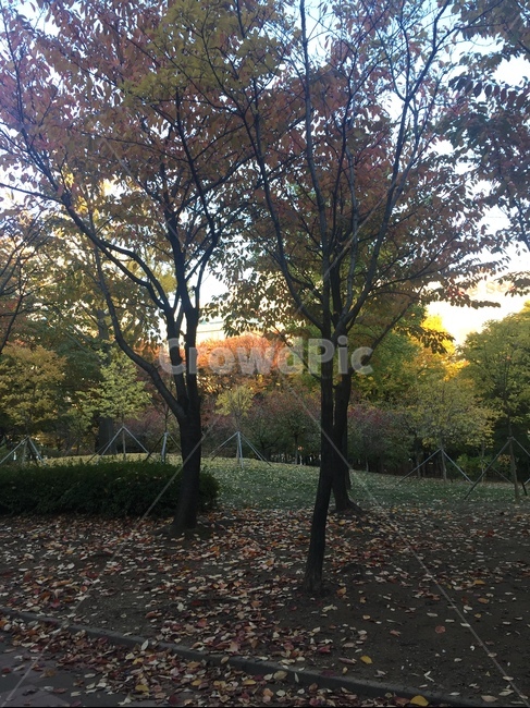 나무,자연,푸르름,산,공원