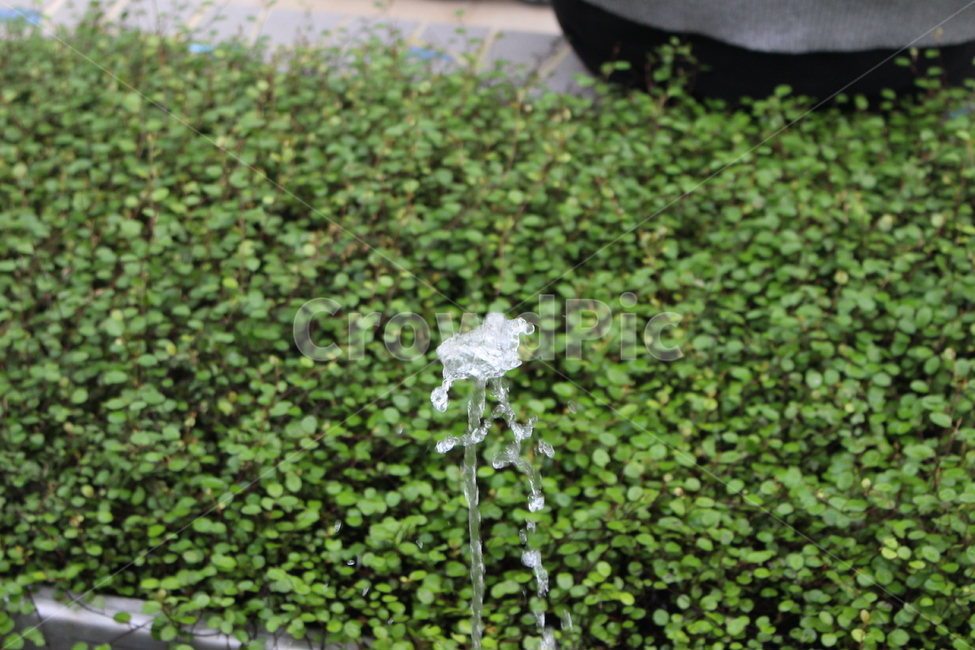 droplet,작은물방울,꽃,잔디,풀,grass