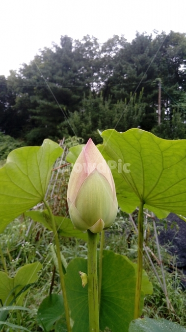 연꽃,연,식물,녹색,자연,꽃,연잎,식물,자연,plants,nature,꽃,flower