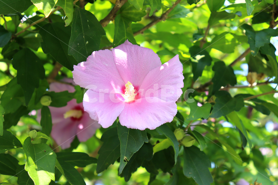 무궁화,꽃,나무,식물,여름,국화,plant,flower,mugunghwa,roseofsharon,hibiscus