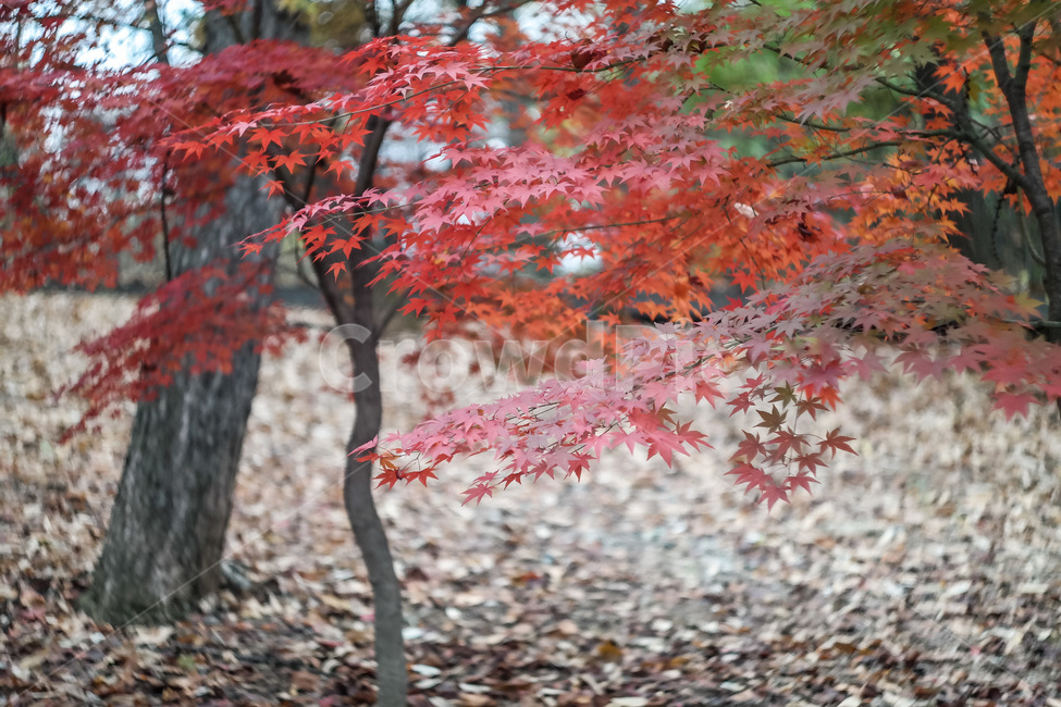 가을,가을색,단풍,만추,가을이미지,자연,풍경,autumn,season,계절,아름다운,식물,fall,가을,계절,fall,autumn,season,식물,자연,plants,nature,나무,trees,wood,leaf,잎,plant,tree,maple