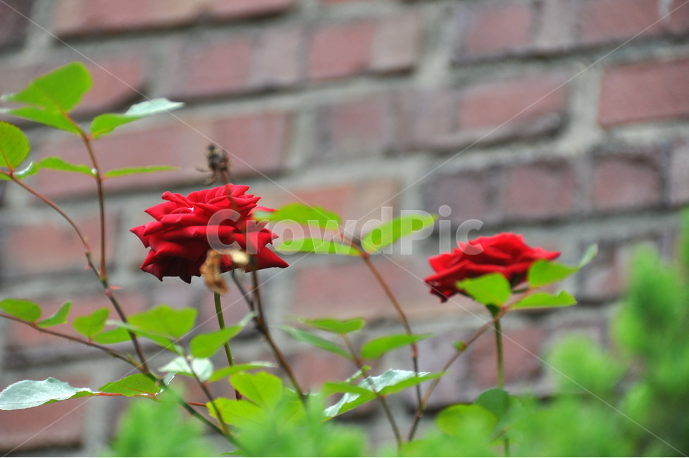 장미,꽃,식물,자연,담장,아름다움,식물,자연,plants,nature,꽃,flower