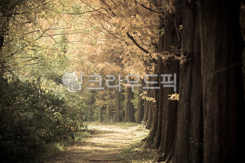 단풍,가을풍경,풍경,가을,나무,landscape,fall,autumn