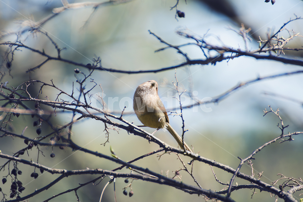 새,조류,봄,따듯함,bird,spring