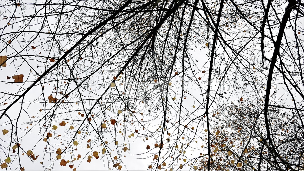 나무가지,단풍,가을,자연,하늘,가을,계절,fall,autumn,season,식물,자연,plants,nature