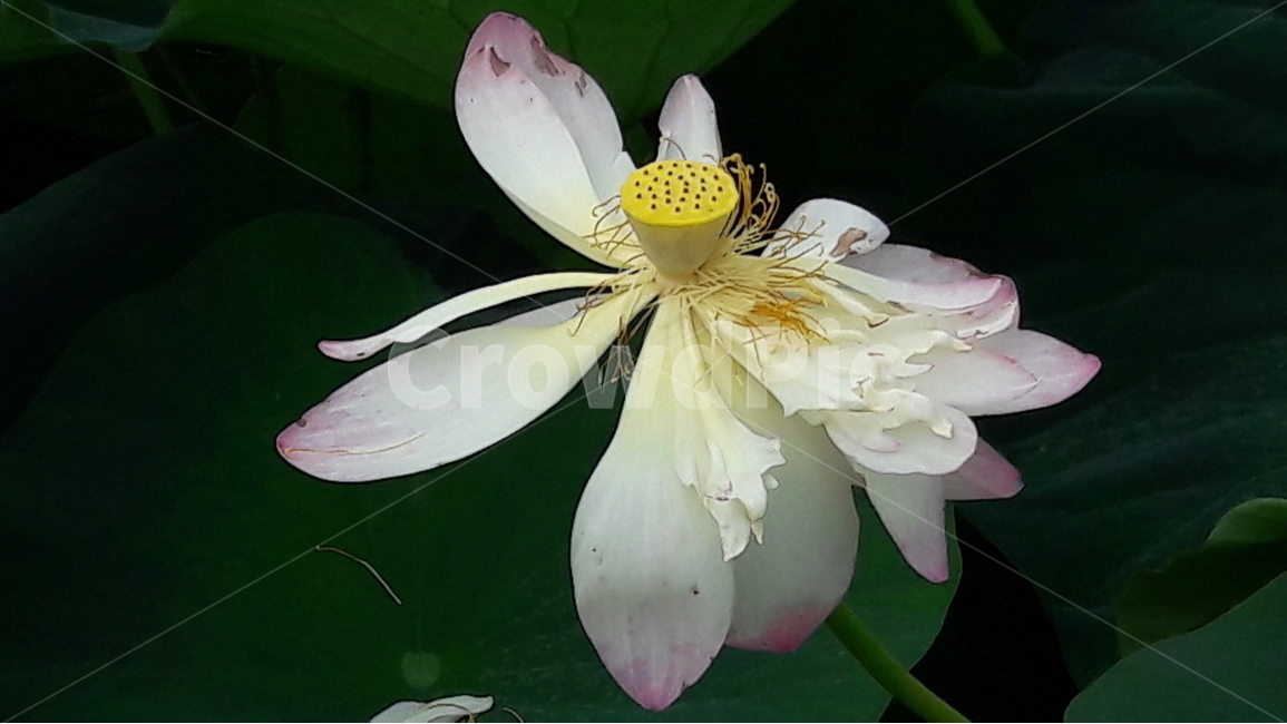 관곡지,연꽃,순결,청순한마음,연꽃씨,식물,자연,plants,nature,꽃,flower