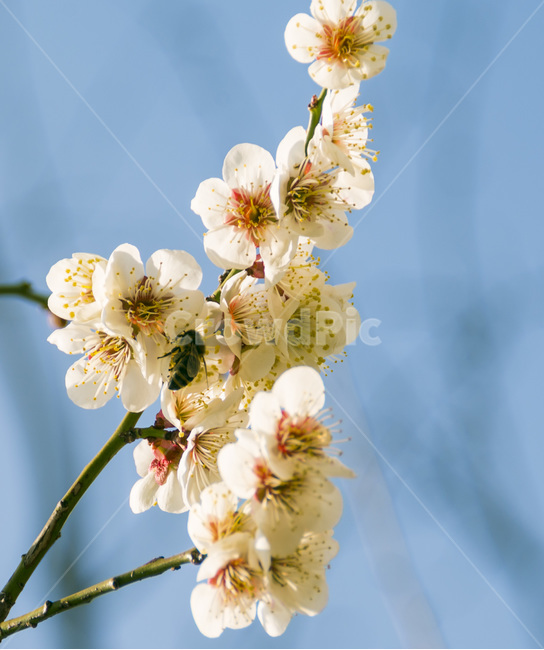 매화,봄,벌,봄날,꽃,식물,plant