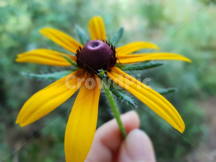 루드베키아,꽃,식물,자연,노랑색,그린,여자손,plants,nature,green,flowers,식물,자연,plants,nature,꽃,flower