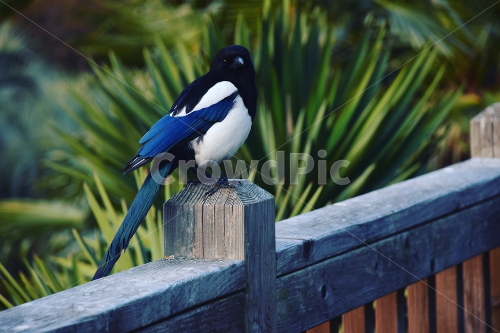 까치,울타리,관목,새,날개,눈,코,부리,나무,자연,동물,animal,조류,새,birds