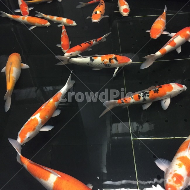 fish,물고기,animal,동물,인공호수,연못