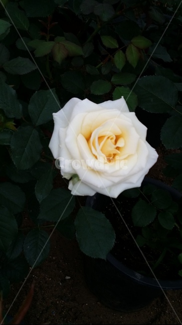 꽃,장미,흰색,식물,봄,우아한,예쁜,자연,flower