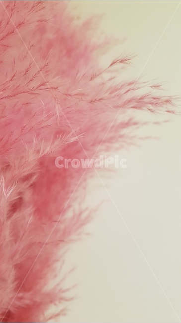 핑크뮬리,갈대,인테리어,소품,pinkmuhly,reed,interior