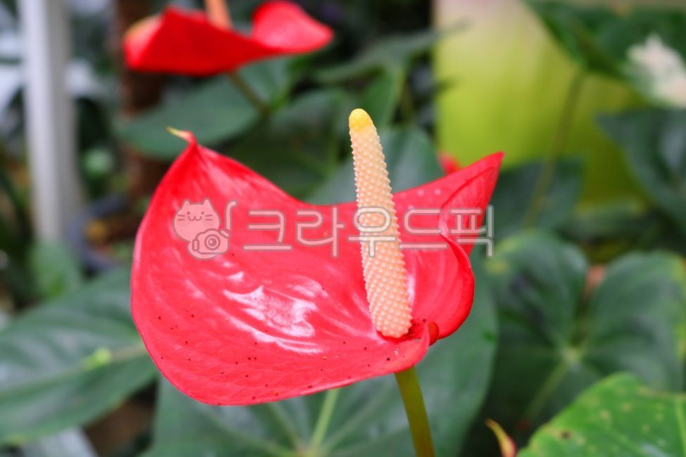 안스리움,꽃,안스리움꽃,안수리움,식물,자연,홍학꽃,안수리움크리스탈리넘,안투리움,관엽식물,열대식물,천남성과,관상용,잎,꽃잎,공기정화식물