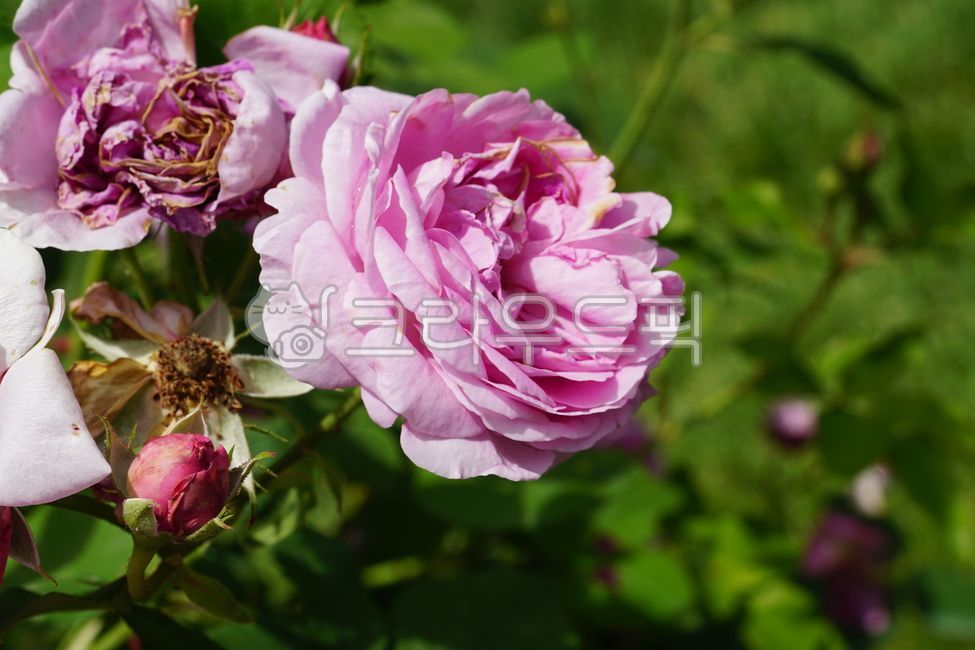 early summer,nature,In May,Rose Park,Rose,wild rose,flower,spring,spring flowers,petal,rose Festival,plant,rose,park