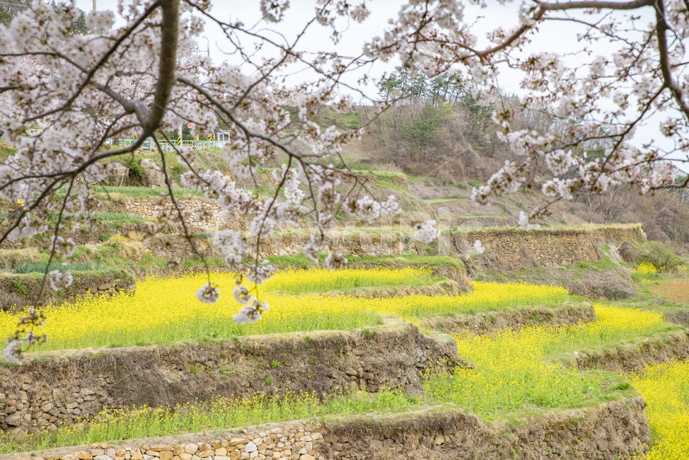 유채꽃,노랑,유채밭,노랑꽃,봄꽃,다랭이논,plant,식물