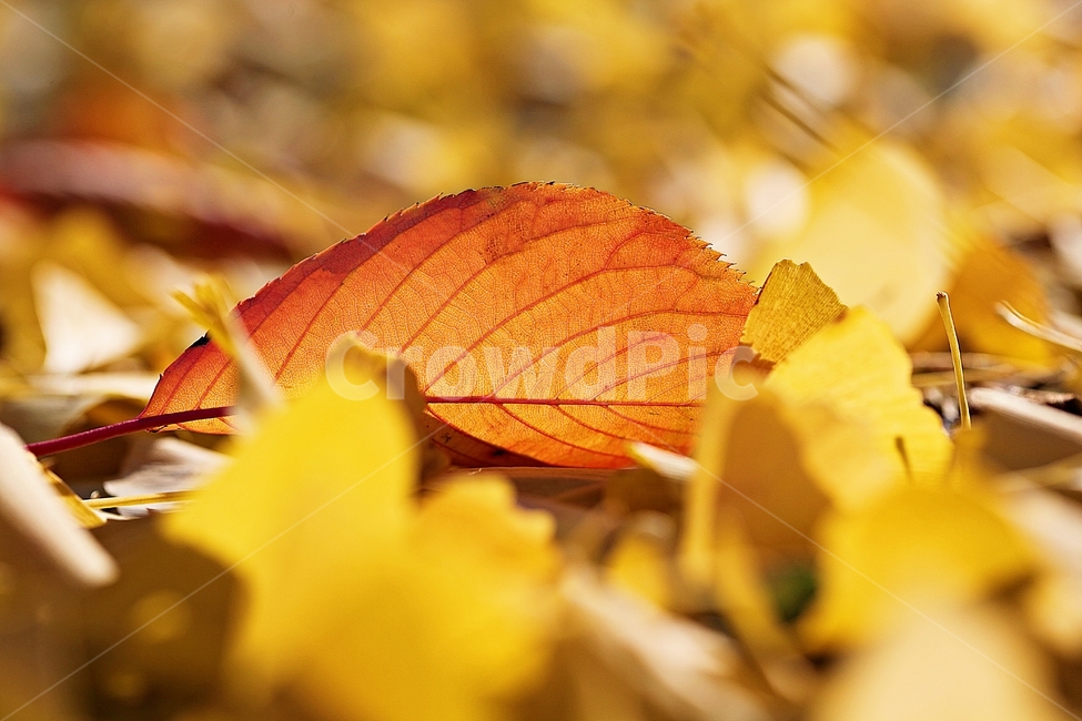 단풍,낙엽,가을,울긋불긋,나무잎,잎,식물,자연,가을,계절,fall,autumn,season,식물,자연,plants,nature