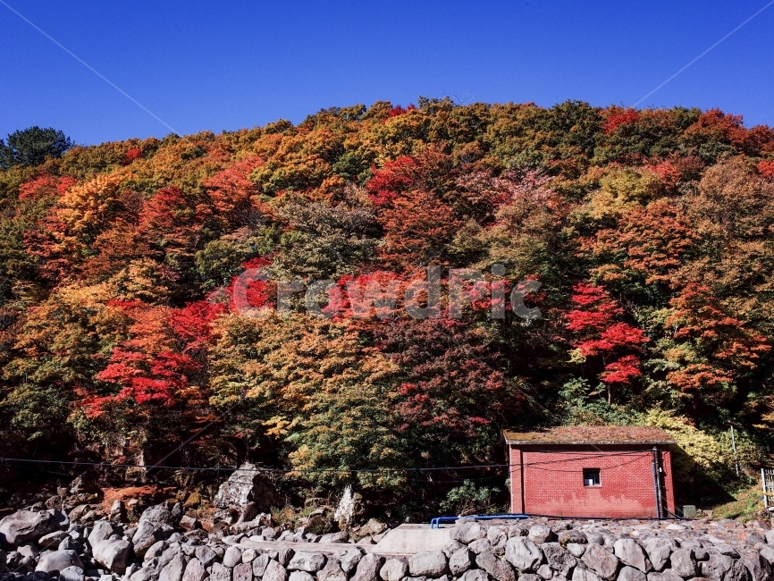 단풍,가을사진,제주도,풍경,단풍사진,가을,계절,fall,autumn,season,자연,풍경,nature,landscape,outdoors,옥외