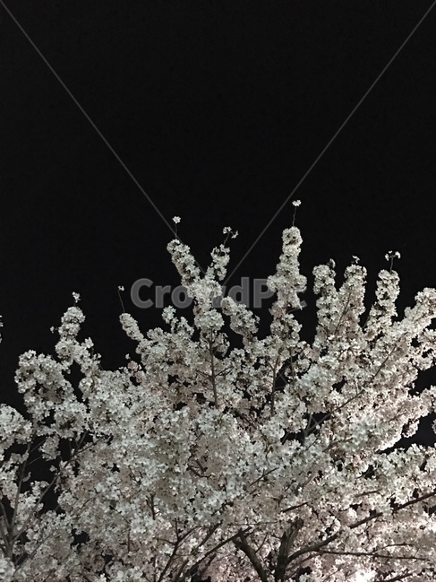 벚꽃,벚꽃나무,봄,밤,나무,꽃,식물,자연,plants,nature,꽃,flower