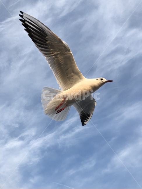 갈매기,새,부산,하늘,여행,동물,animal,조류,새,birds