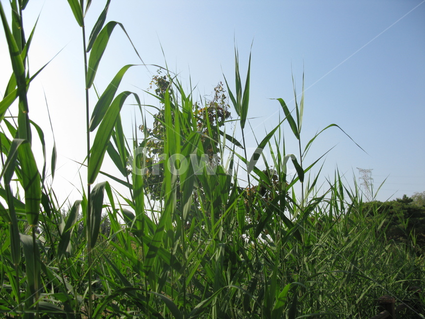 가을,공원,선유도,식물,plant,하늘,자연,풍경,nature,landscape,grass,잔디