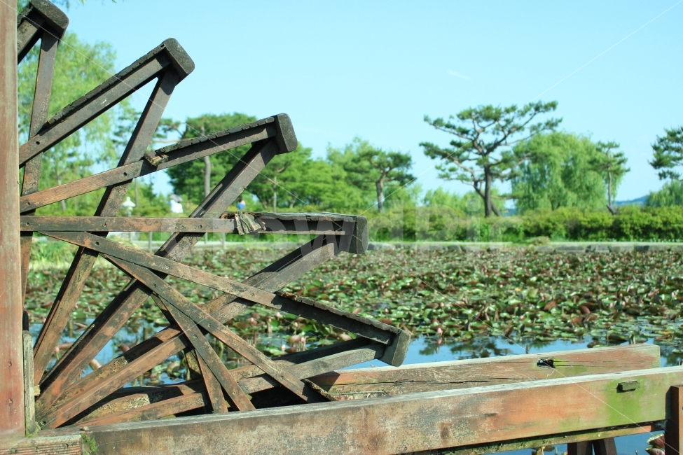 궁남지,연꽃,연잎,공원,자연,산책,여름,한국전통,한국문화,korean traditional,korean culture