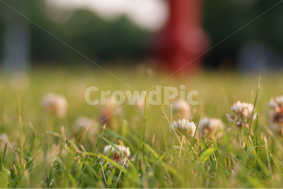 클로버꽃,토끼풀,토끼풀꽃,꽃,잔디,잔디밭,식물,자연,plants,nature,꽃,flower
