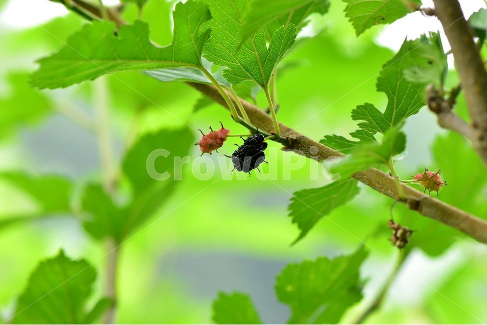 산뽕나무,열매,야생화,꽃,식물,자연,생태,플라워,flower,plants,nature,식물,자연,plants,nature,과일,열매,fruit
