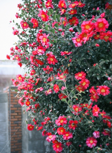동백,제주동백,동백꽃,일상,자연,꽃,플라워,빨강,red,camellia,nature,tree,winter,겨울,겨울여행,꽃사진,벽돌,벽돌집,감성,감성사진,스냅,스냅사진,동백군락지,동백군락,식물,자연,plants,nature,꽃,flower,감성,sensible,feeling
